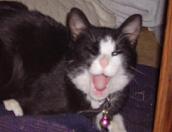 Morpheus Bladinoir Logo