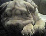 [LoBo] Basuritas Logo