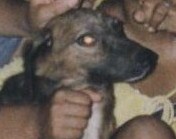 DarkMasterVampire Logo